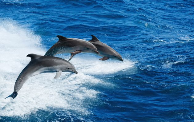 Excursion - Dolphin Cruise